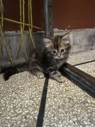 For sale