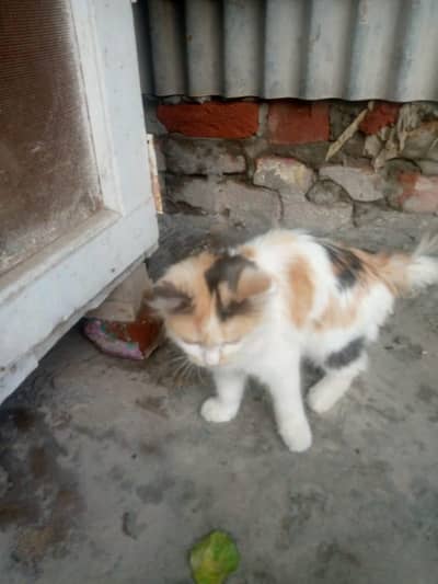 persian cat