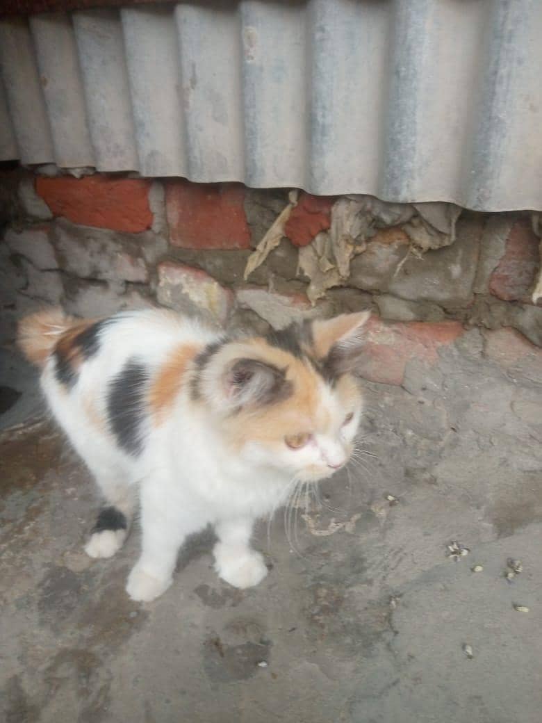 persian cat 1