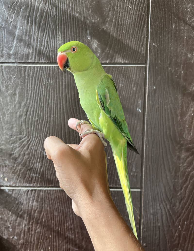 Hand tamed Ringnack 2