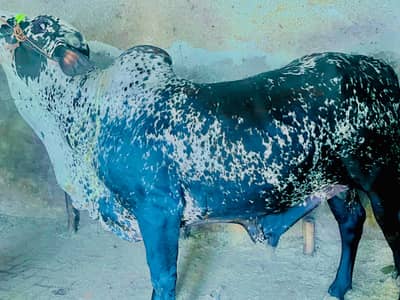 2 Dant Qurbani Bachray For Sale in Shujaabad