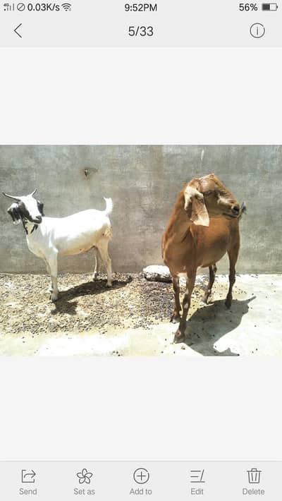 Bakra for sale