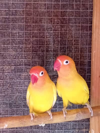 Lutino Love Birds Pair for Sale