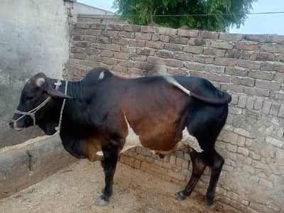 qurbani bel