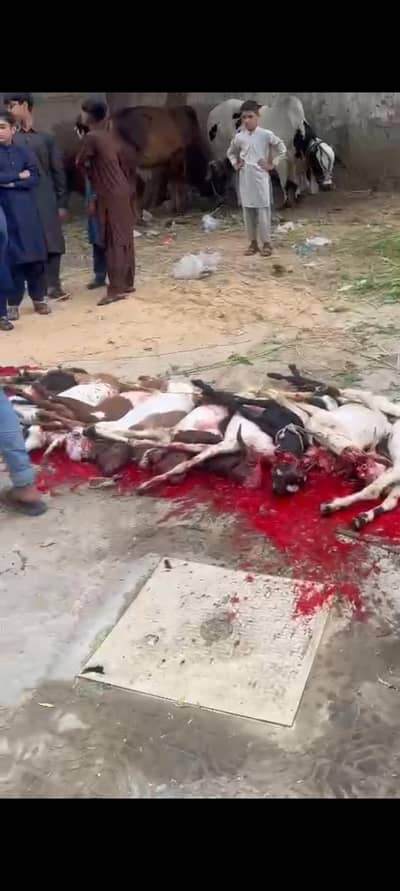 Butcher ( Qasai ) For goats