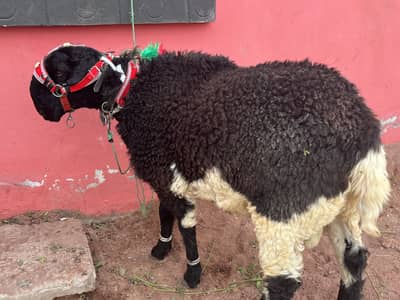 Sheep pair for qurbani