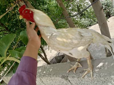 white mianwali Aseel