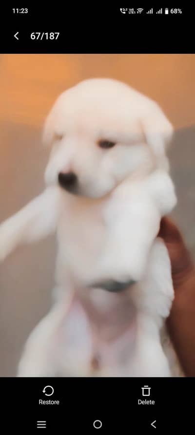 Labrador female for sale