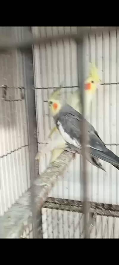 1 pair cocktail. 1pair green parrot