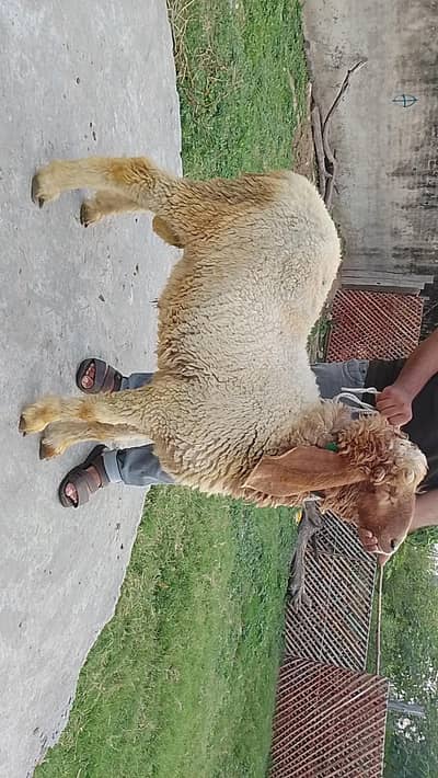 bakra | chatra | qurbani goat | desi chatra | kajla chatra | goats