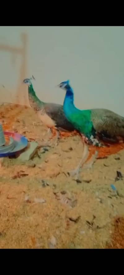 Blue Shoulder Peacock