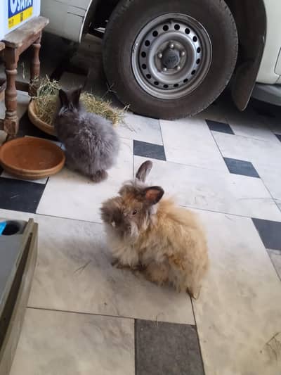 English angora Bunnies pair