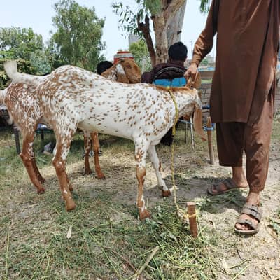 Makhi chenay bakhray available in lahore