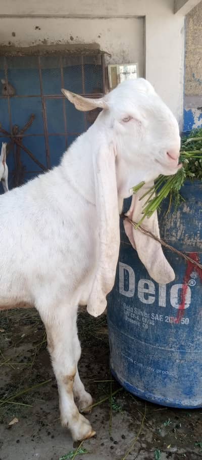 2 dant gulabi male for qurbani 2026