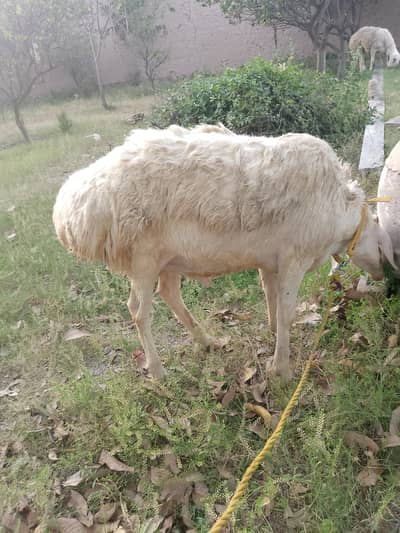 Original Breed Sheep For Eid UL Adha.