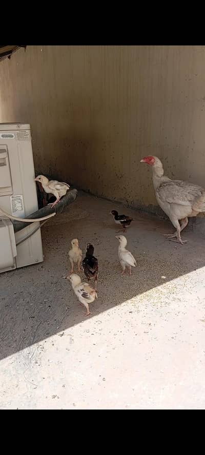 aseel Hen with chicks