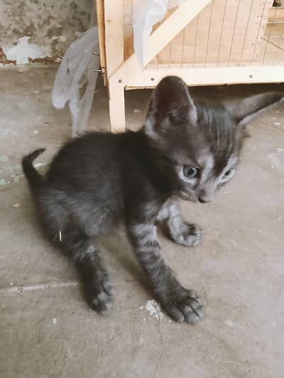 “Healthy Cute Kitten ”