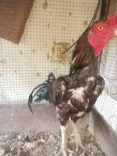 aseel  lakha murga for sale