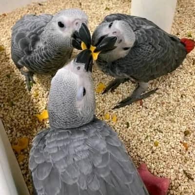 African grey parrot chicks for sale 03215248765