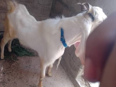 2 daat hn handu Bakra hn