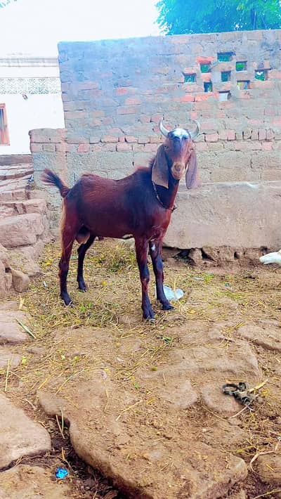 qurbani  k liye