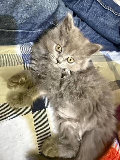 Persian cats for sale