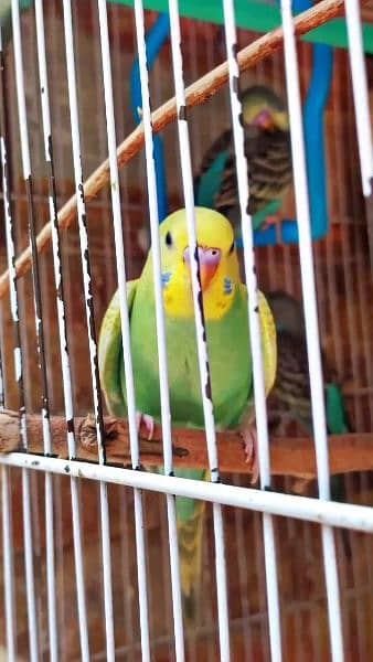 Total 11 Budgie's + 8 eggs