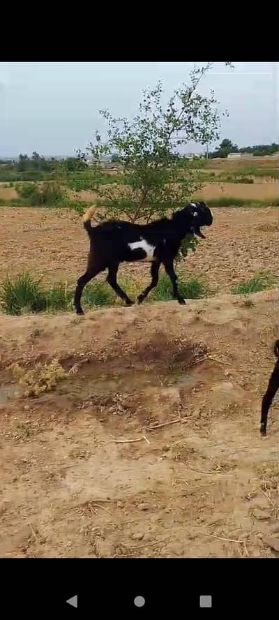 Desi Nasal Bakra for sale