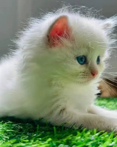 Persian female kitten for sale all my WhatsApp number 0322-97-21-876