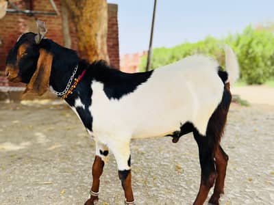 goat Bakra