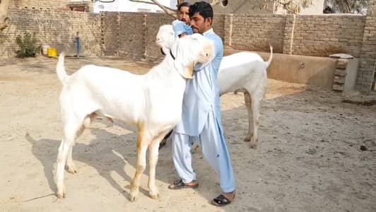 2 Bakre for sale _03102718755