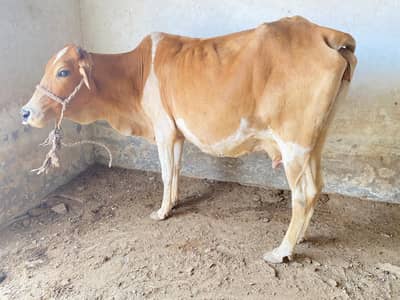 | milking cow | cow for qurbani | qurbani multan