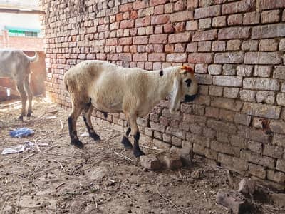 Male Sheep for qurbanii