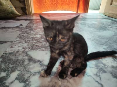 Cat 3 months