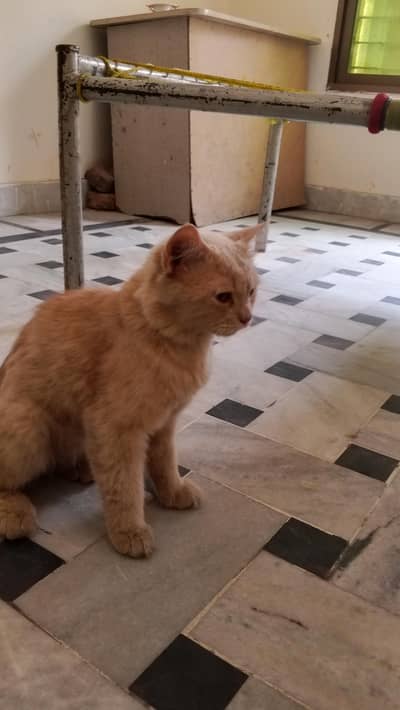 Very Smart cat