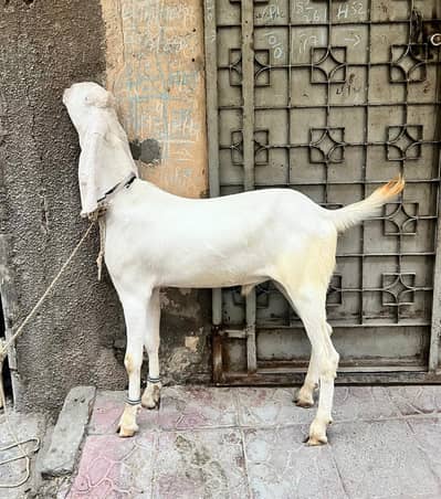 Ablak | rajan puri | Bakra | Goat | Qurbani | 2 Dant | بکرا