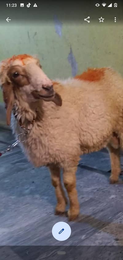 dasi chatra 2dant qurbani vala