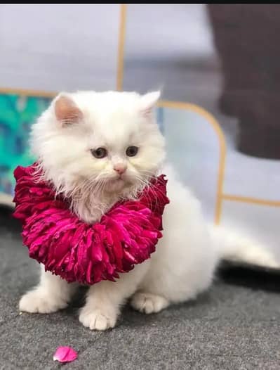 Persian female kitten for sale all Pakistan delivery available