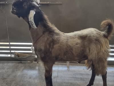 Bakra/goat for urgent sale