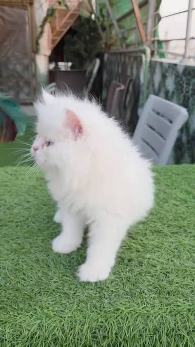 Persian cat for sale my WhatsApp number  03703659905