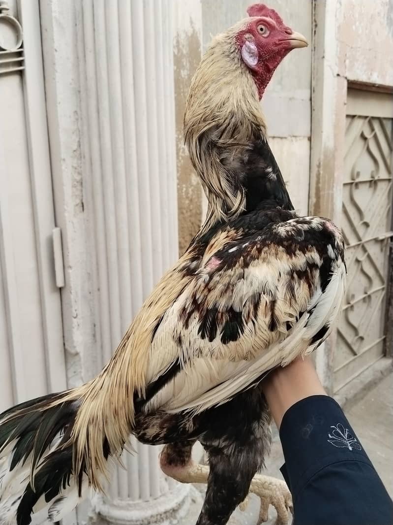 aseel Java murga 3