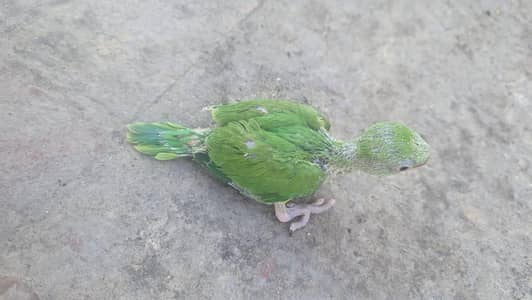 bolne wala toota k bachay green parrot