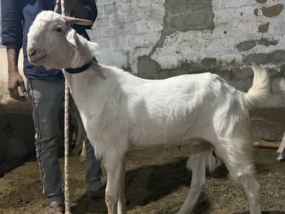 Gulabi bakra 2 dant