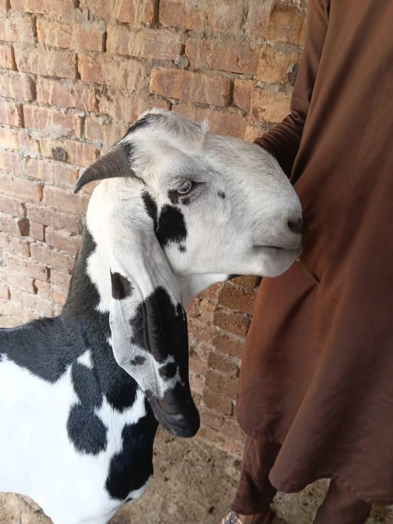 قربانی کے لیے بکرے 2