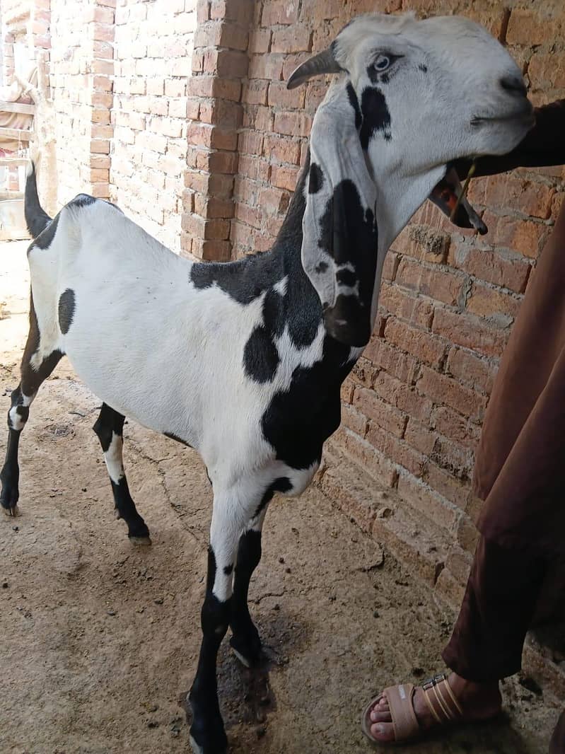 قربانی کے لیے بکرے 3
