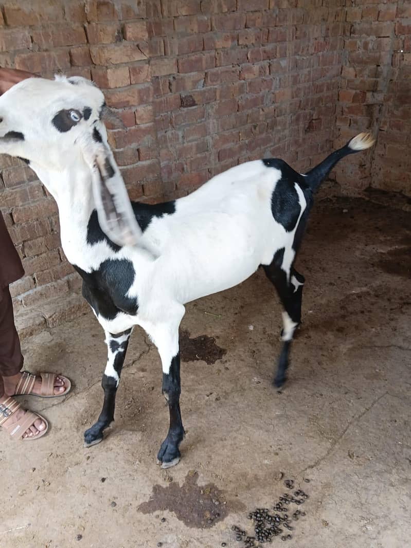 قربانی کے لیے بکرے 4