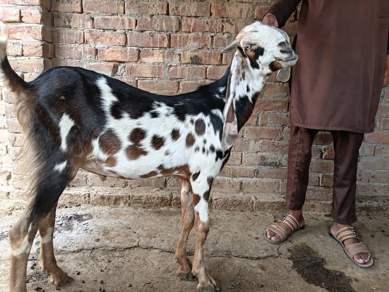 قربانی کے لیے بکرے 5