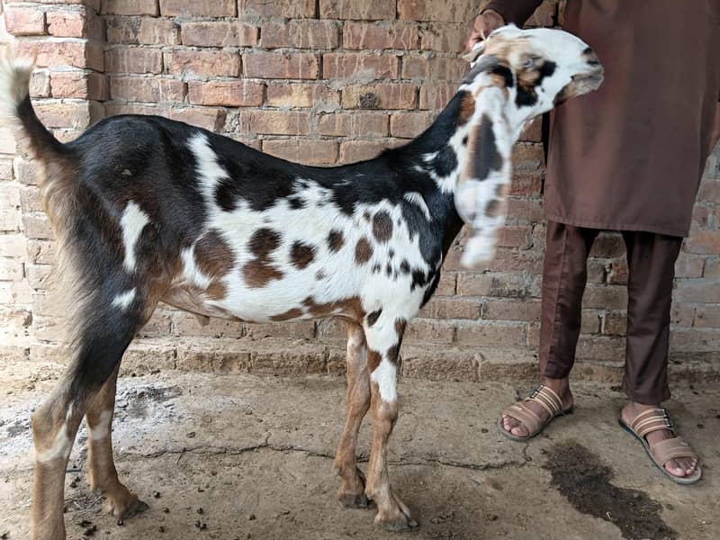 قربانی کے لیے بکرے 6