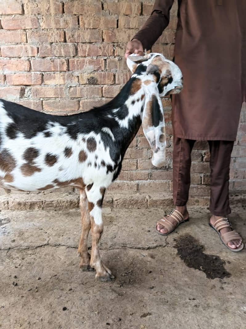 قربانی کے لیے بکرے 7