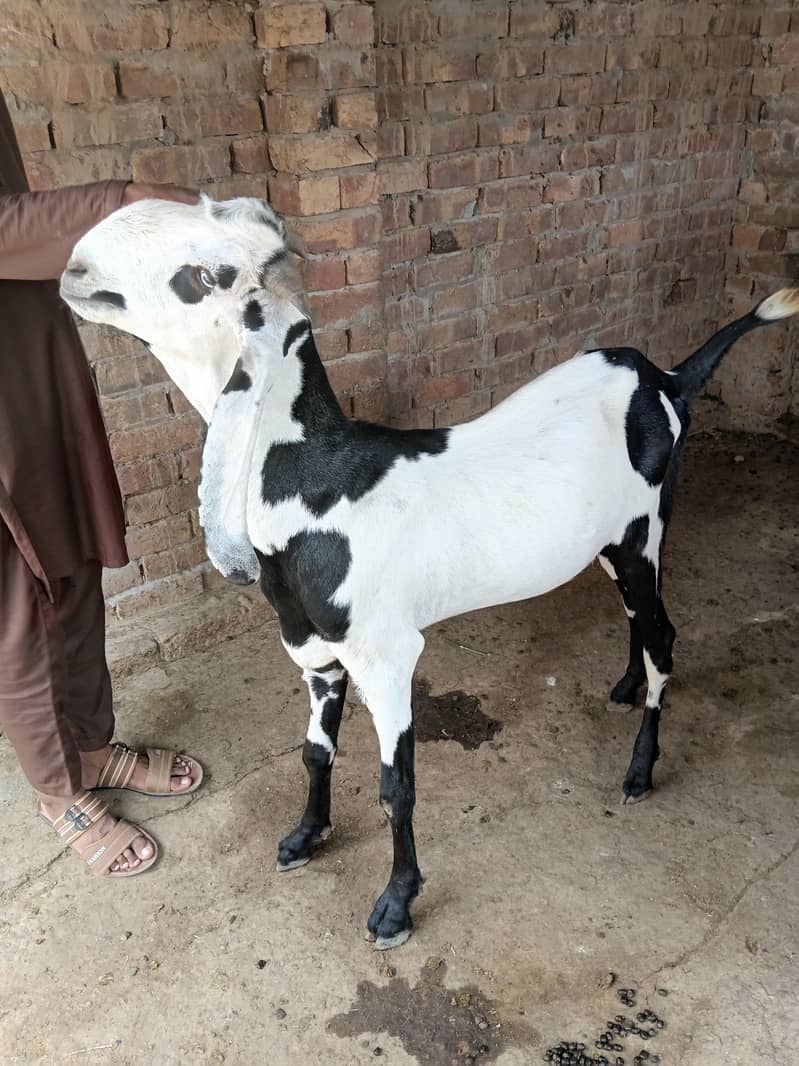 قربانی کے لیے بکرے 9